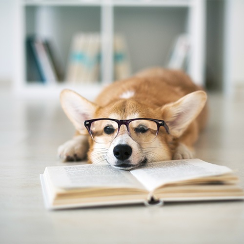 a dog with glasses laying on a book